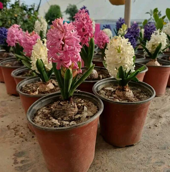 Гіацинт кімнатний сад