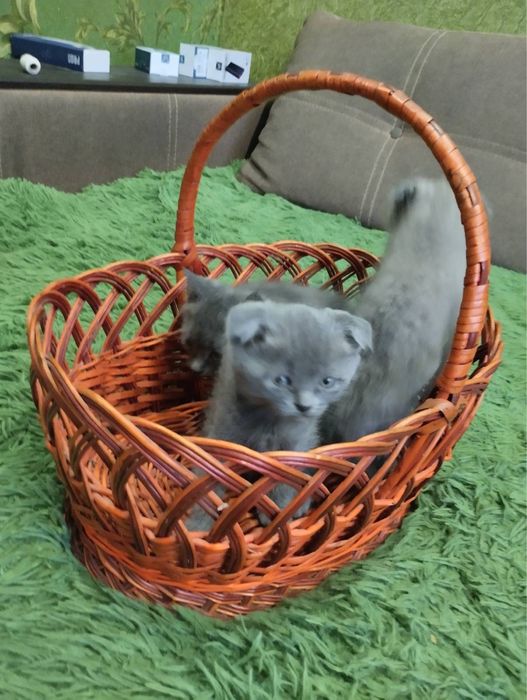 Продам кошенят Шотландців