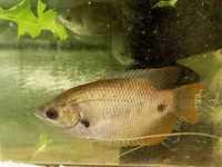 Red tail giant gourami. Gurami czerwono-ogonowe