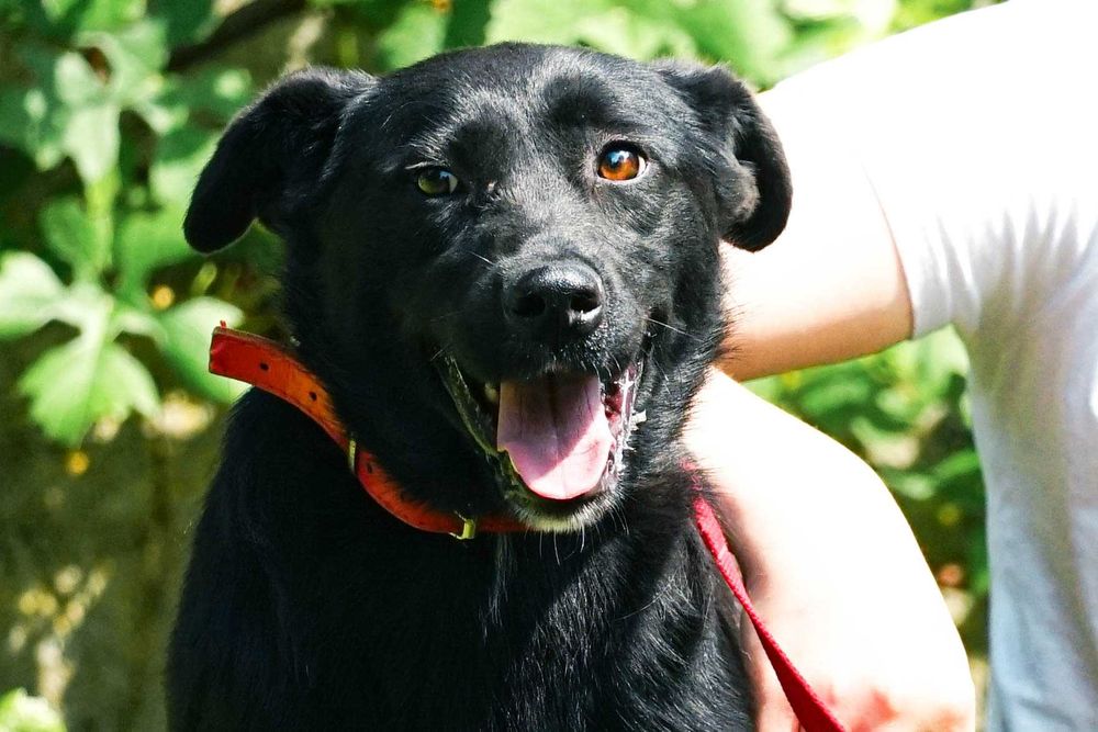 JAMA - śliczna sunia w typie mini labradora