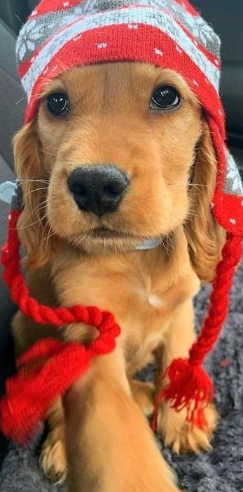 Руденька дівчинка, 2 місяці, з гарною шерстю та чудовою поведінкою