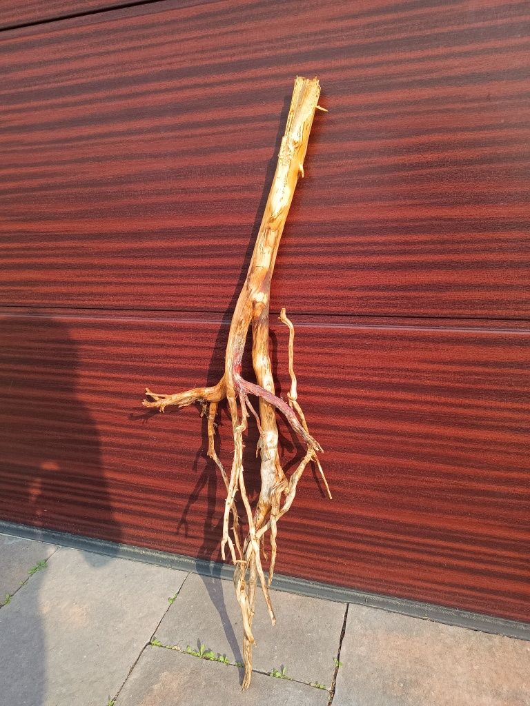 Bardzo ładny, długi naturalny korzeń do akwarium