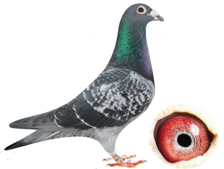 Gołębie pocztowe z linii Van Loon, vandenabelle