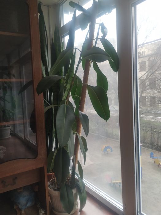 Цветок Фикус 150 см +