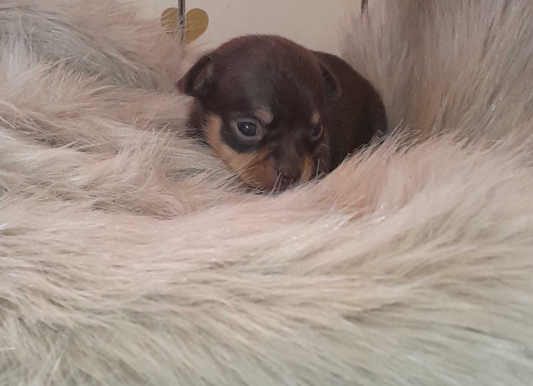 Chihuahua Macho Bebé
