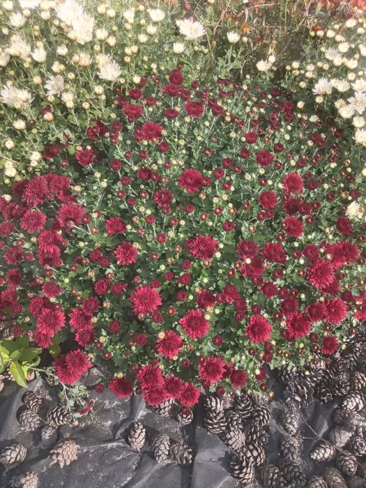 Шаровидна хризантема