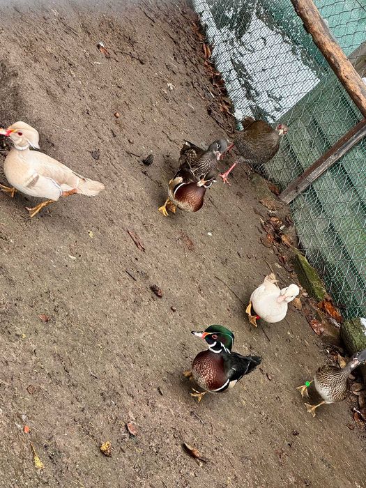 Sprzedam kaczki Mandarynki.