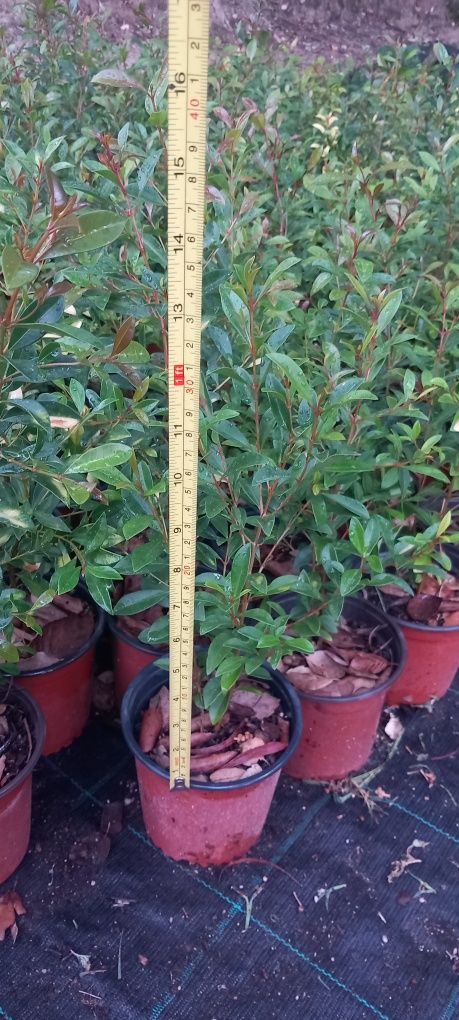 Plantas Eugénias para sebes últimas unidades