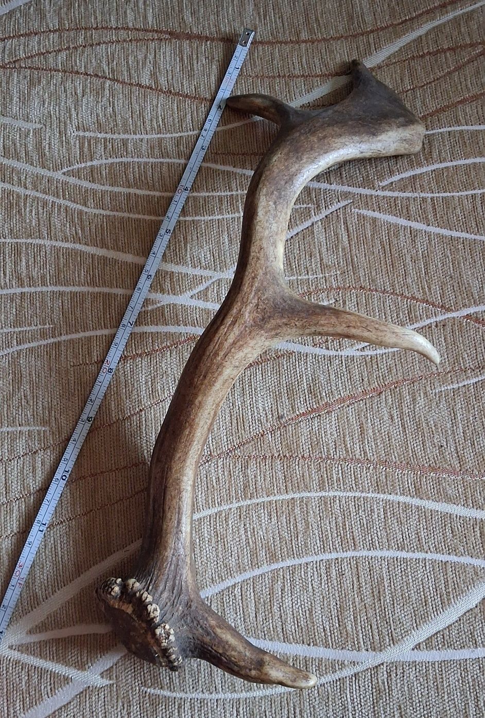 Piękne poroże daniela 32 cm długości prawy zrzut jedna tyka
