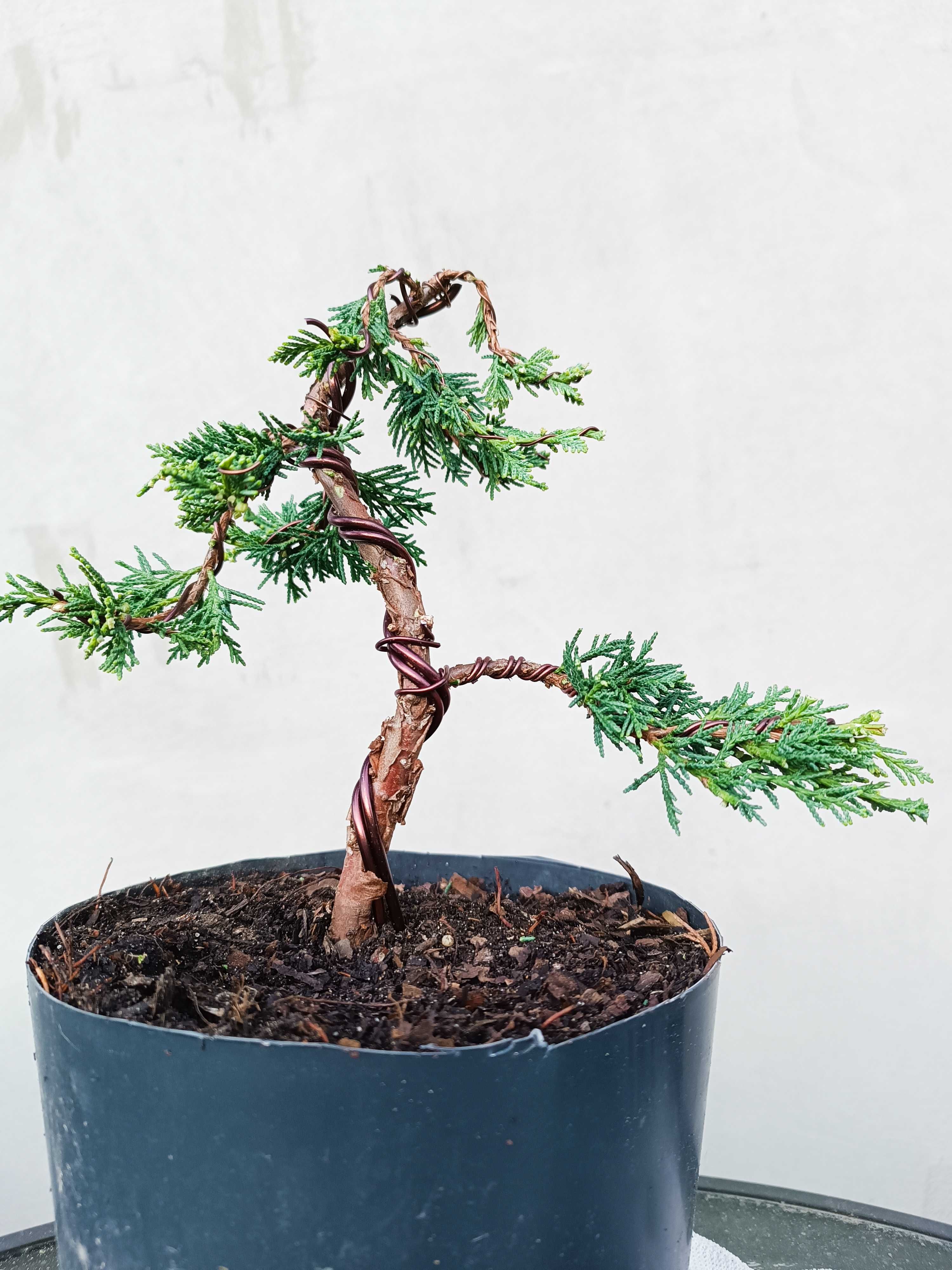 Drzewko bonsai jałowiec Blaauw