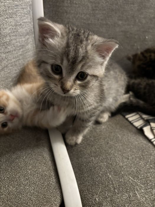 Oddam za darmo  male koty