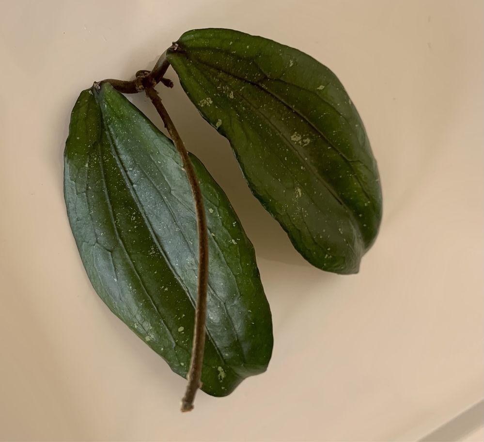 Hoya  Erythryna dark leaves