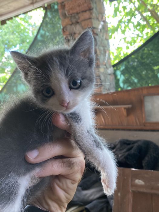 Котенята двоє  штук.