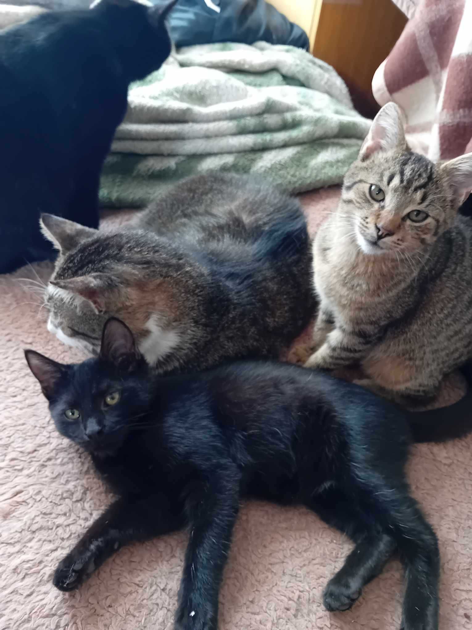 Czarnulek Dex  8 miesięczny kocurek do adopcji