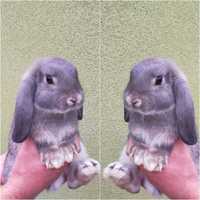 Królik baranek mini lop