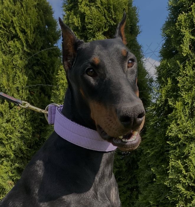 Doberman szczeniak suczka