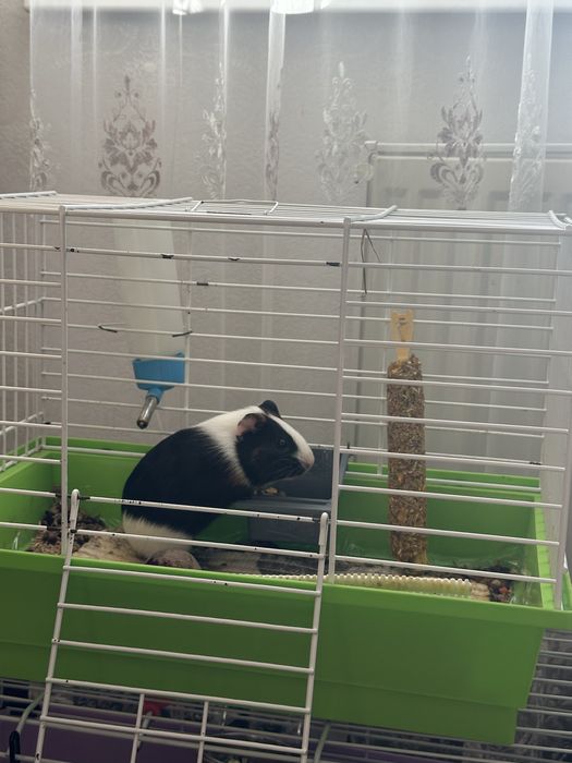 Морська свинка | Чудова дівчинка