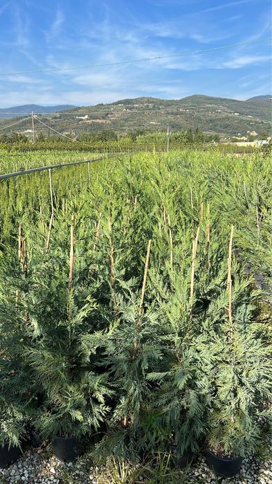 Продам кипарис лейланда Италия