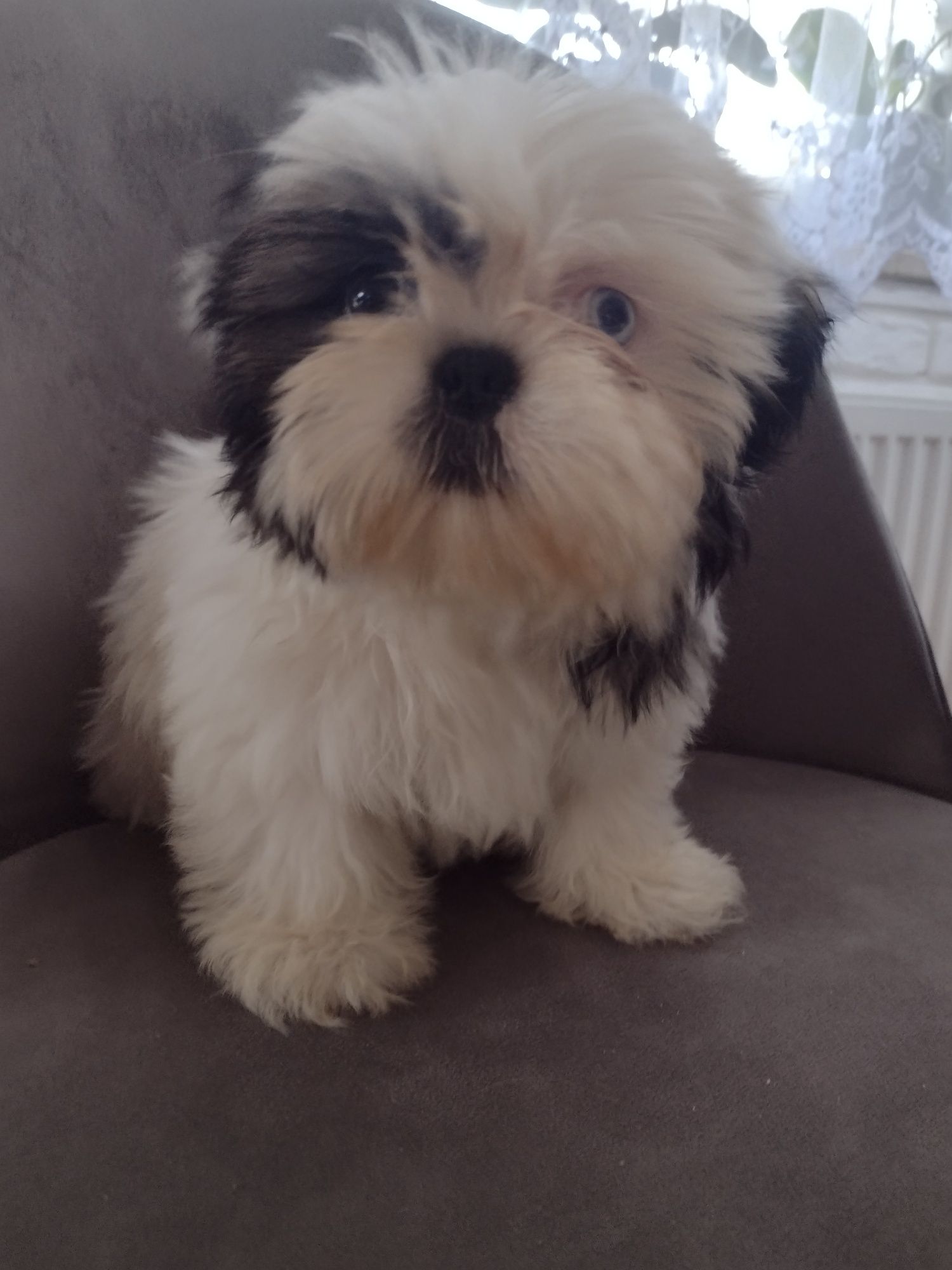 Shih-tzu  szczeniaczki