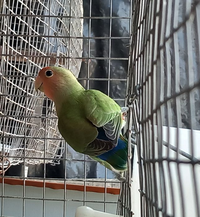 Agapornis Roseicollis