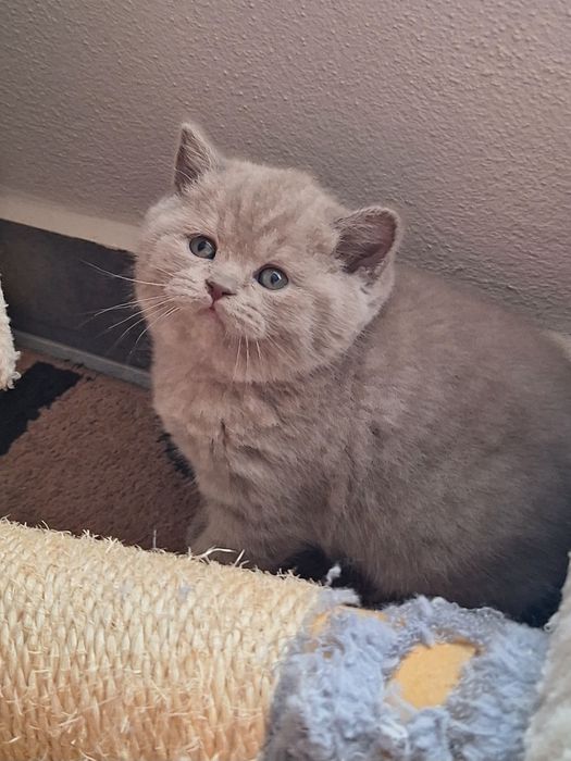 Fêmea  scottish straight lilás