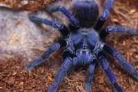 pterinopelma sazimai тарантул малыши паук птицеед для новичков хобби