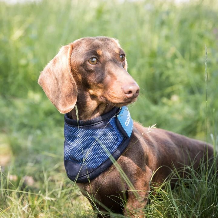 Back On Track Chustka Chłodząca Dla Psa Cooling Bandana Xl