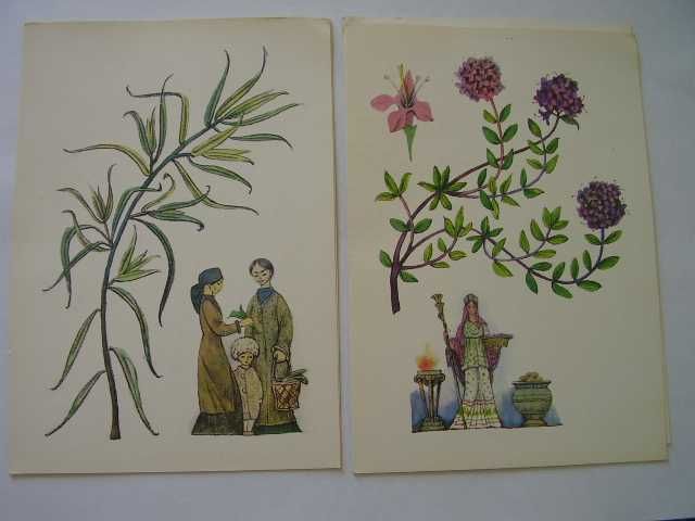 Набор  открыток  из истории пряных растений 16 шт.