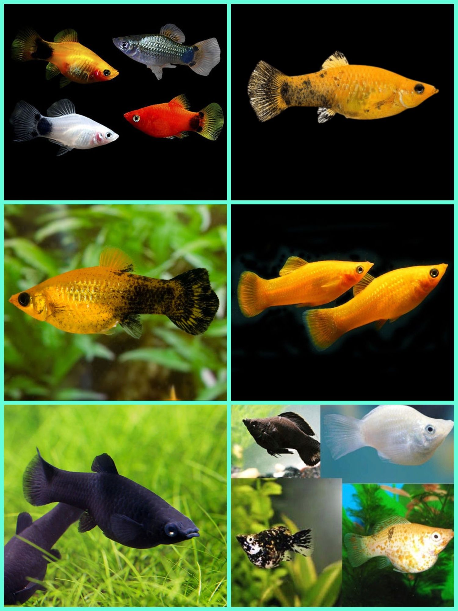 Aquasousa.com - Tetras, Guppys, Corydoras, Neons e muito muito mais...