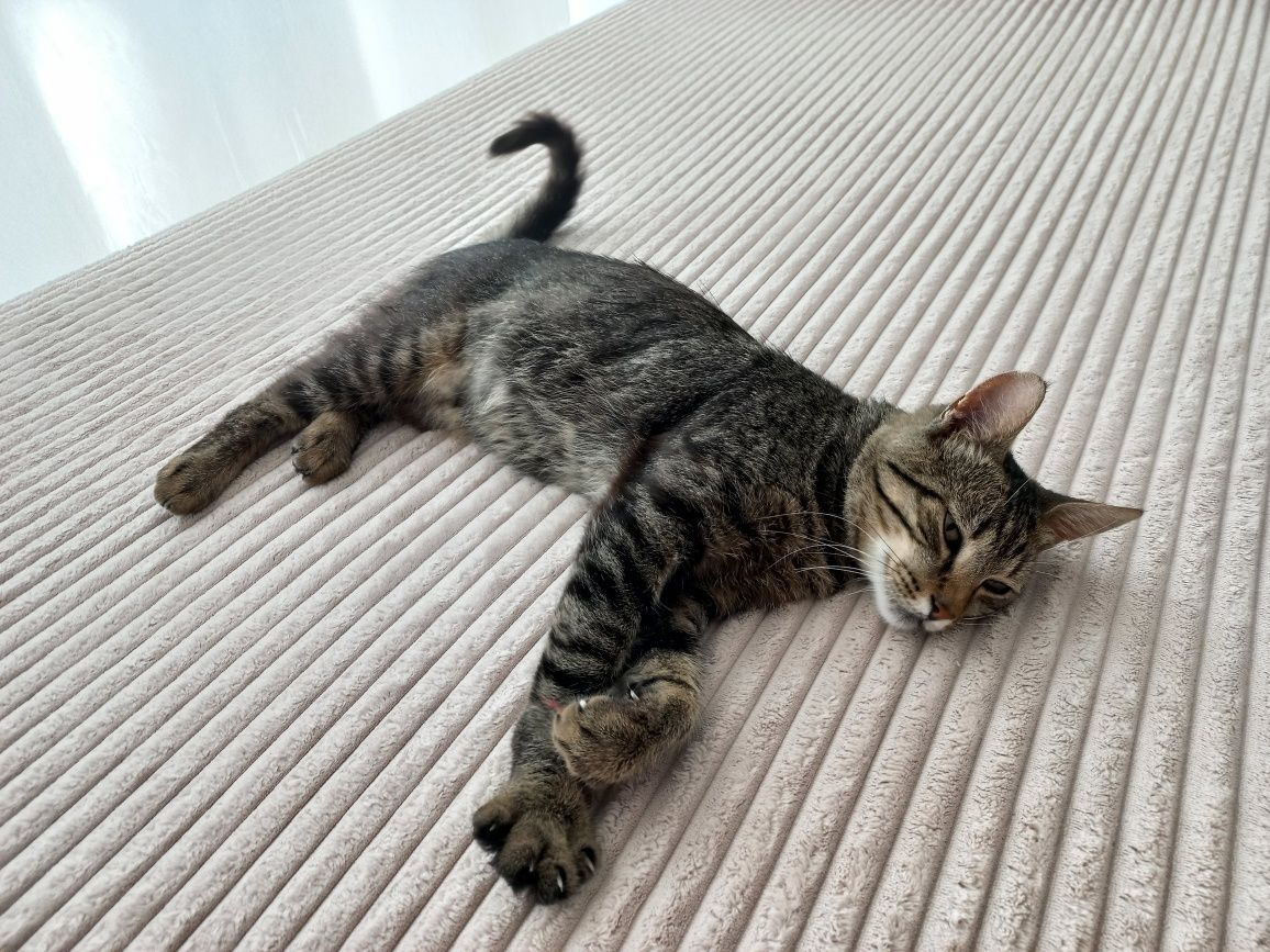 Kot do adopcji - Ptyś