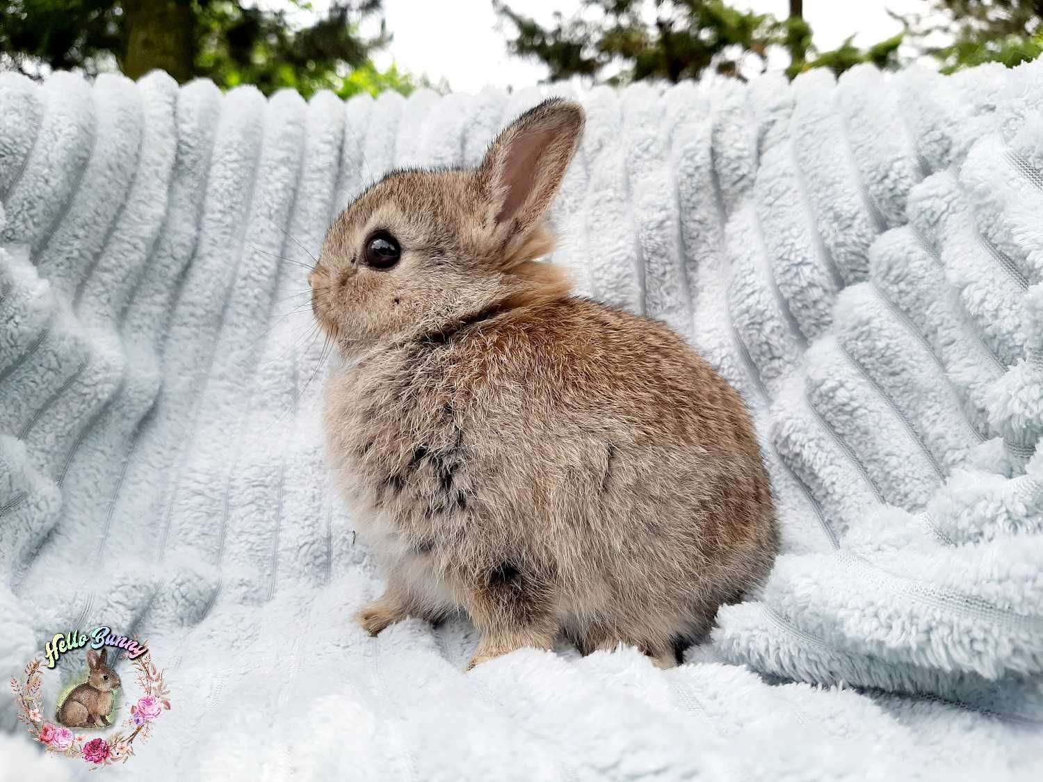 Netherland Dwarf Rodowodowe rasowe karzełki najmniejsze króliczki