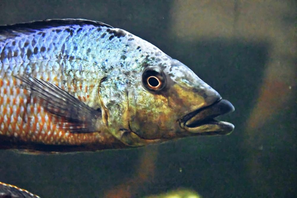 Fossorochromis rostratus samiec