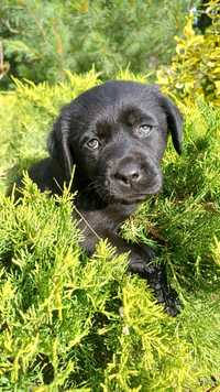 Labrador retriever suczka czarna