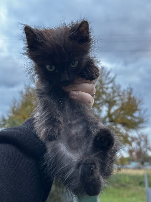 Кошенята в добрі руки!