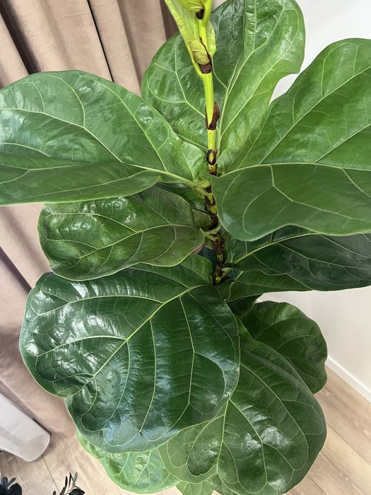 Фікус Лірата 180 см. висота