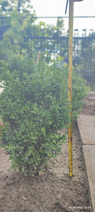 Самшит вічнозелений 2025