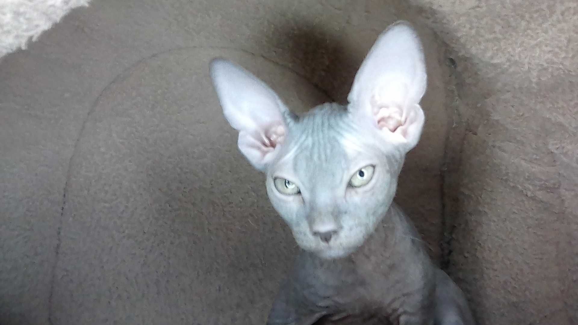 Кіт від донського сфінкса · Кот от донского сфинкса · Cat sphynx