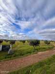 Terreno Rustico em Baleizão