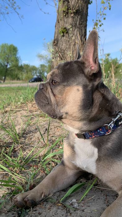 Вязка случка французский бульдог ищет невесту француз спаривание