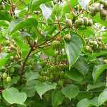 Kiwi Actinidia arguta (Kiwi Baby)