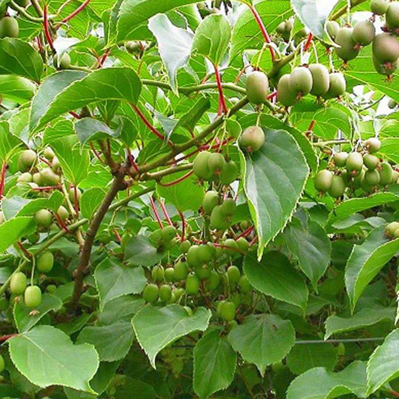 Kiwi Actinidia arguta (Kiwi Baby)