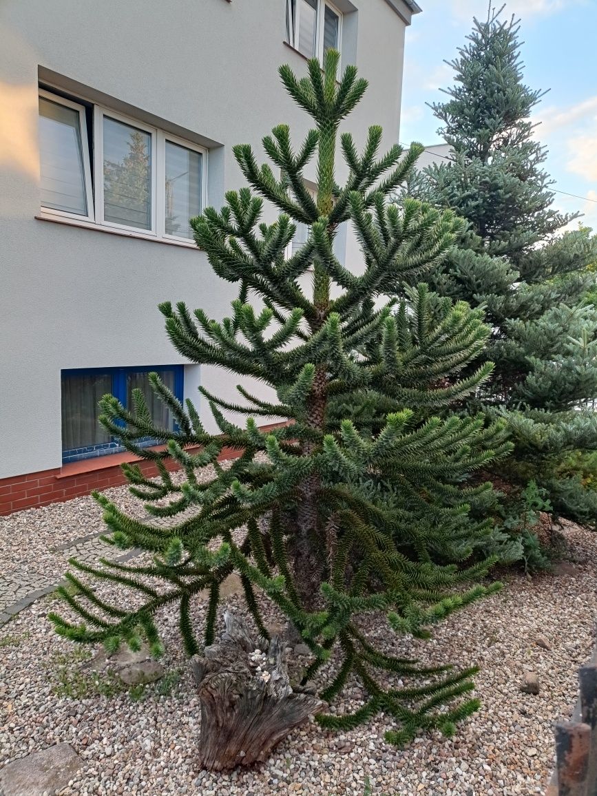 Araukaria małpie drzewo