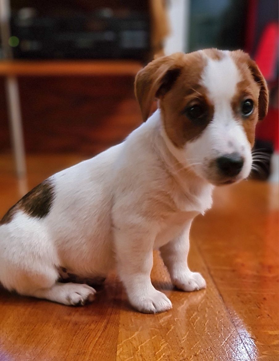 Gładkowłosy Jack Russell Terrier science 2007