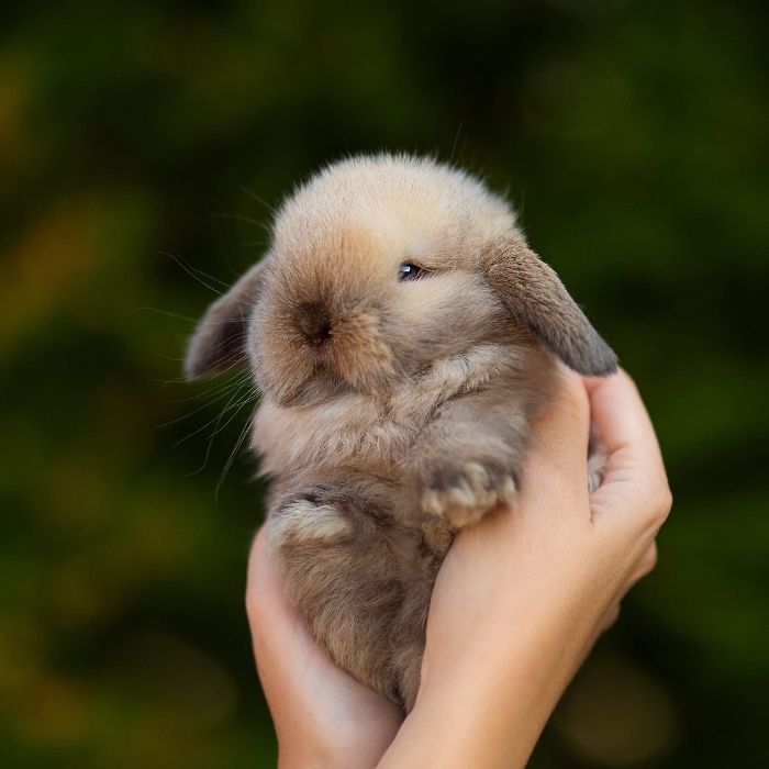 Karzełek teddy mini lop karzełek baranek dowóz z kierowcą