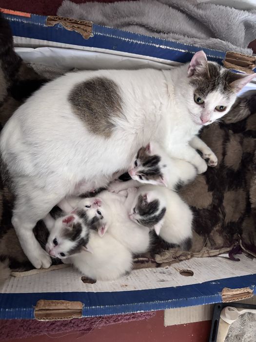 Милі кошенята потребують дому