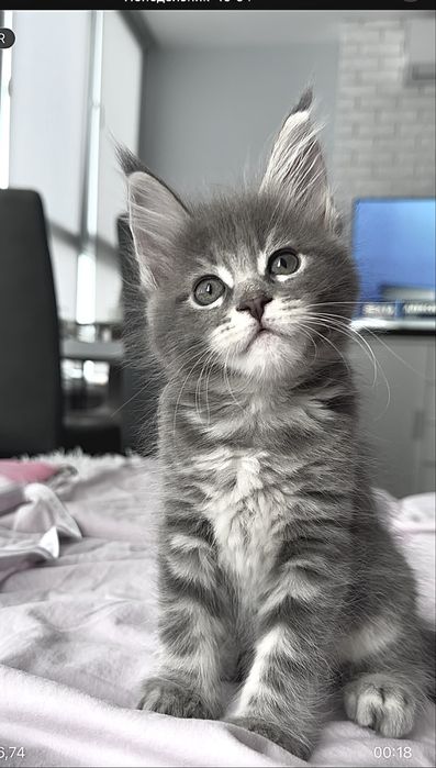 Котята Мейн кун из питомника