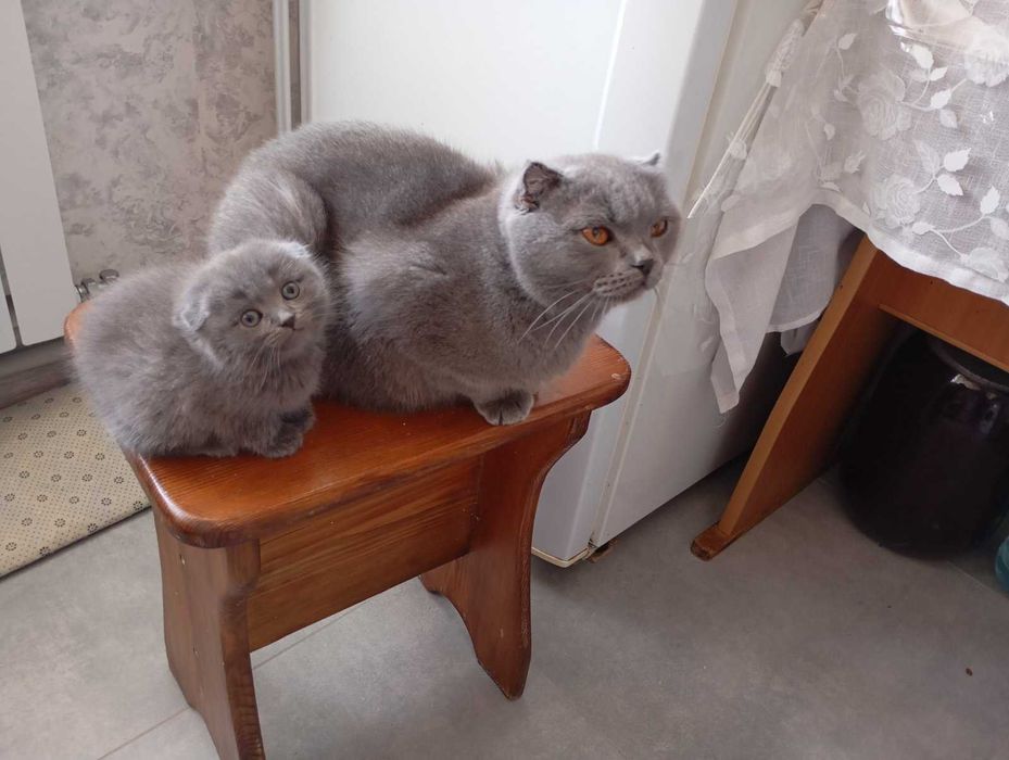 КОТЕНЯ висловухий британець