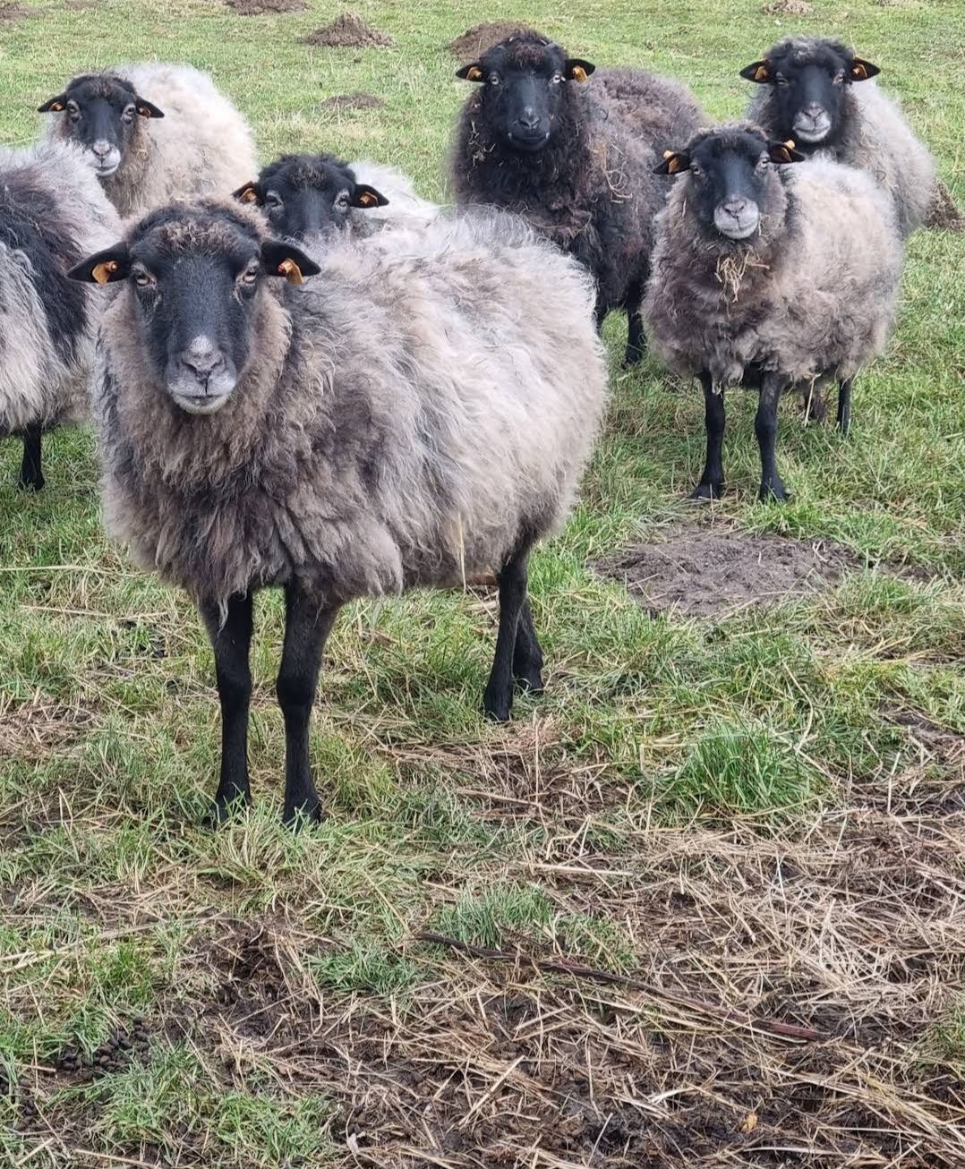 Owce wrzosówki/ całe stado na sprzedaż