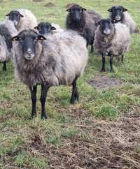 Owce wrzosówki/ całe stado na sprzedaż