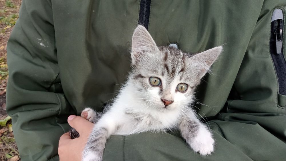 Кошеня в добрі руки